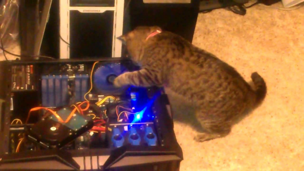 Кот пытается починить шумный вентилятор. Тоже хороший вариант технических работ :D